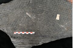 Foto (Detailansicht) von Lepidodendron aculeatum St. (NHMW-GEO-2024-0188-11024)